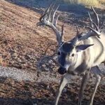 Buck