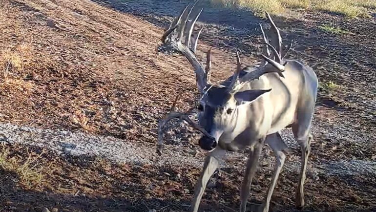 Buck
