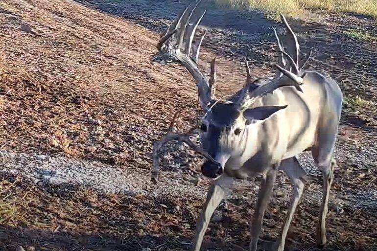 Buck