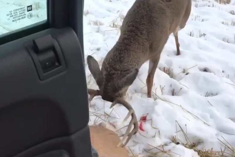 Deer attacks another deer by truck