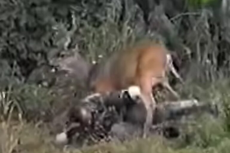 Buck attacks a hunter