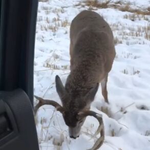 Buck attacks downed deer