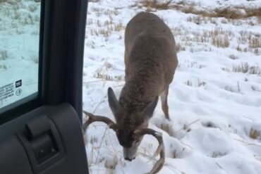 Buck attacks downed deer