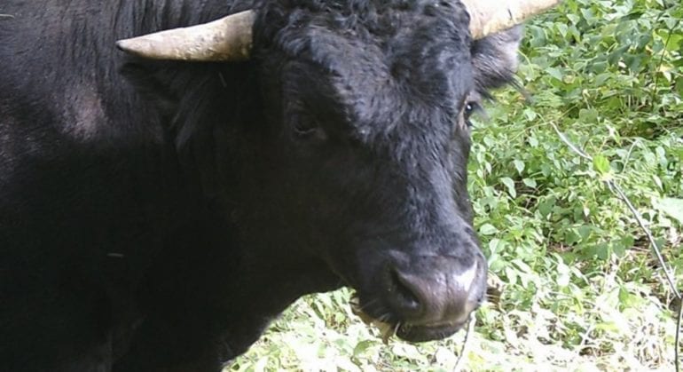 A black animal with horns