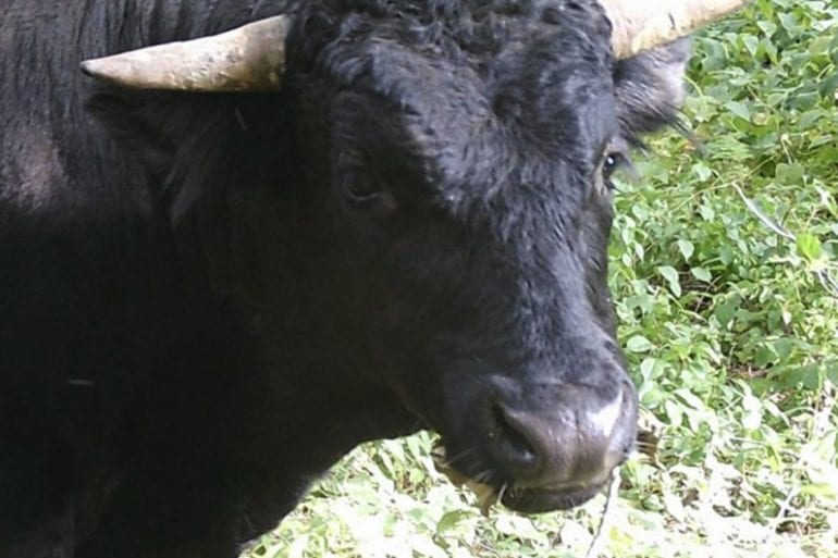 A black animal with horns