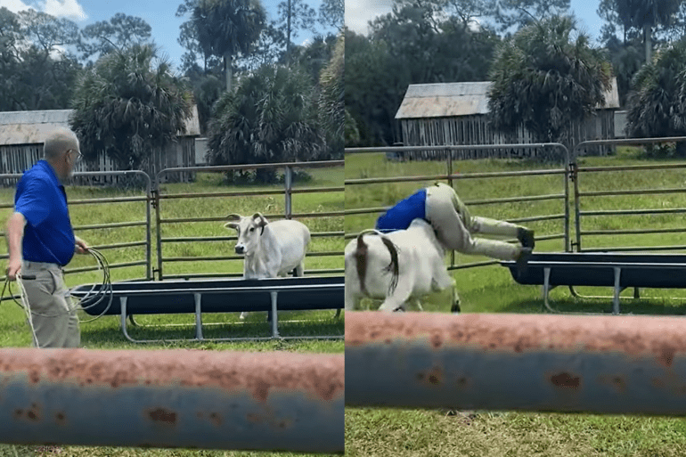 Man gets hit by bull