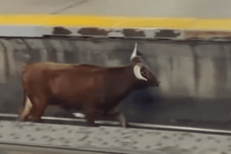 Bull on the loose in New York