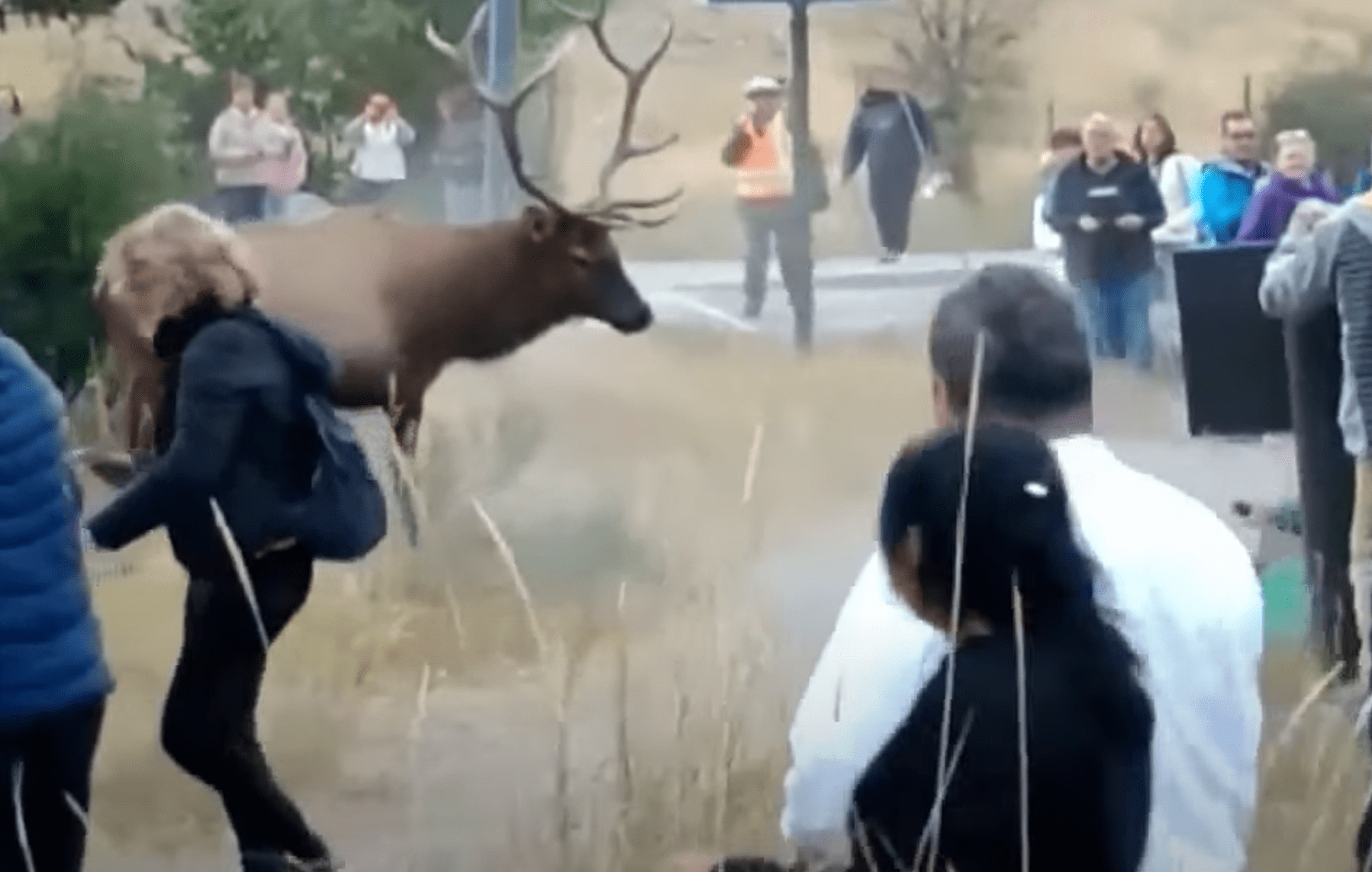 Bull Elk Charges Group Of Tourists & Railroads An Old Man At ...