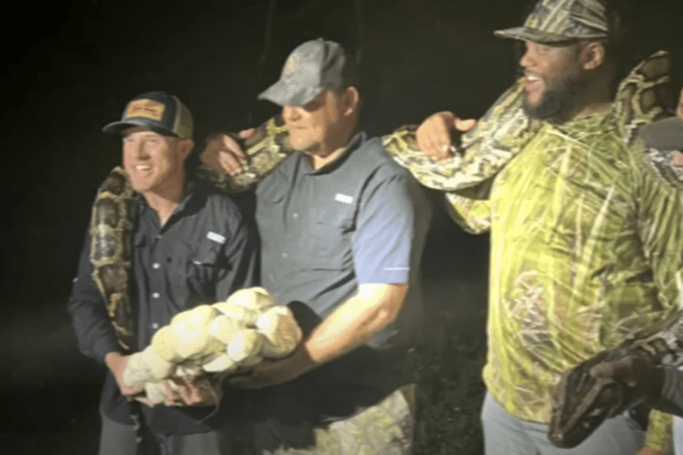Burmese python