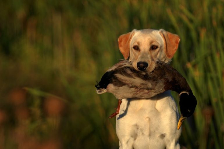 A dog carrying a bird on its back