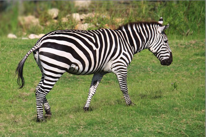 A zebra walking in a field