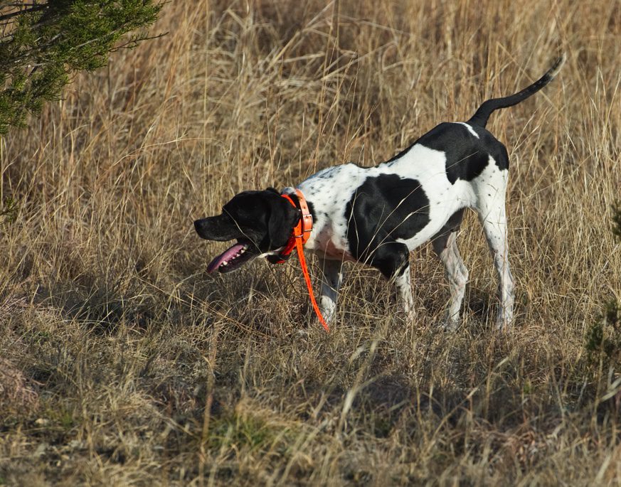 A cow with a red harness