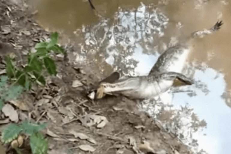 Caiman attacks electric eel