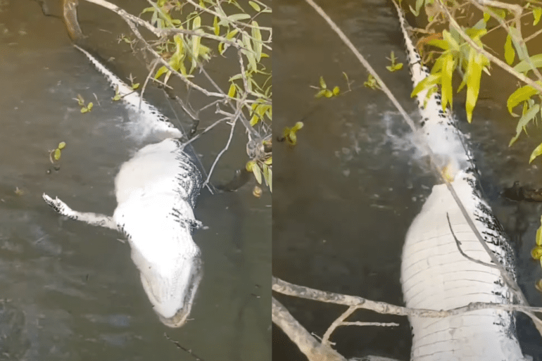 Caiman pirhana
