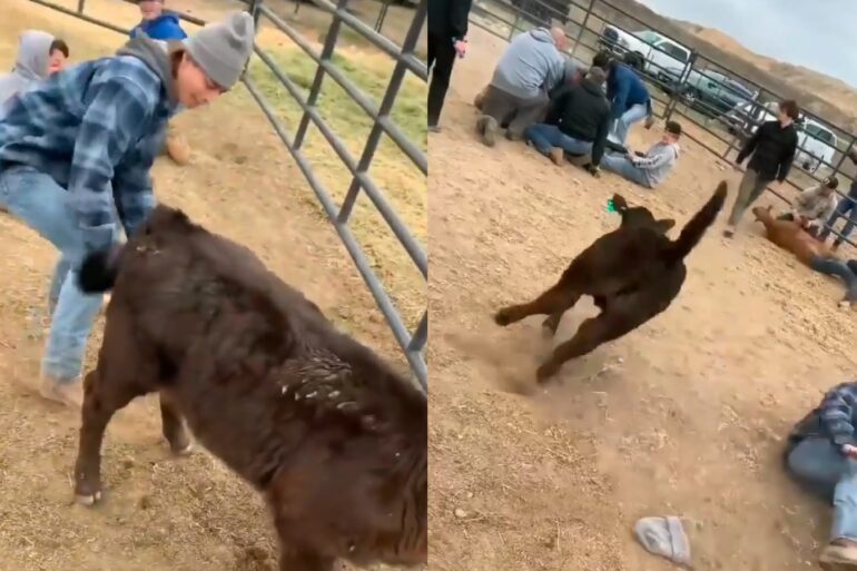 Kicked by calf