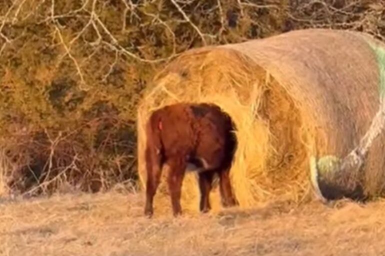 Red calf