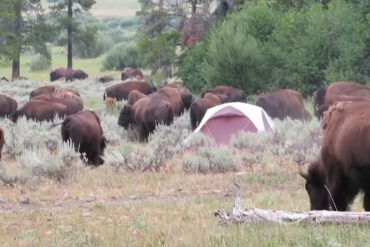 Bison campers