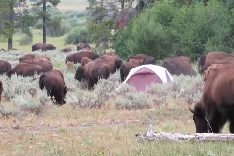 Bison campers
