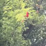 Cardinal