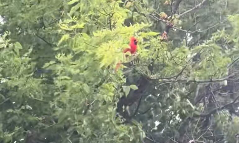 Cardinal