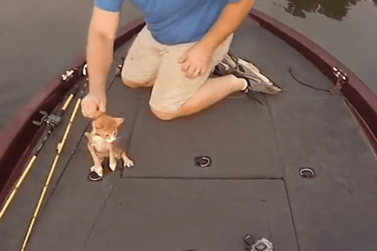Kittens