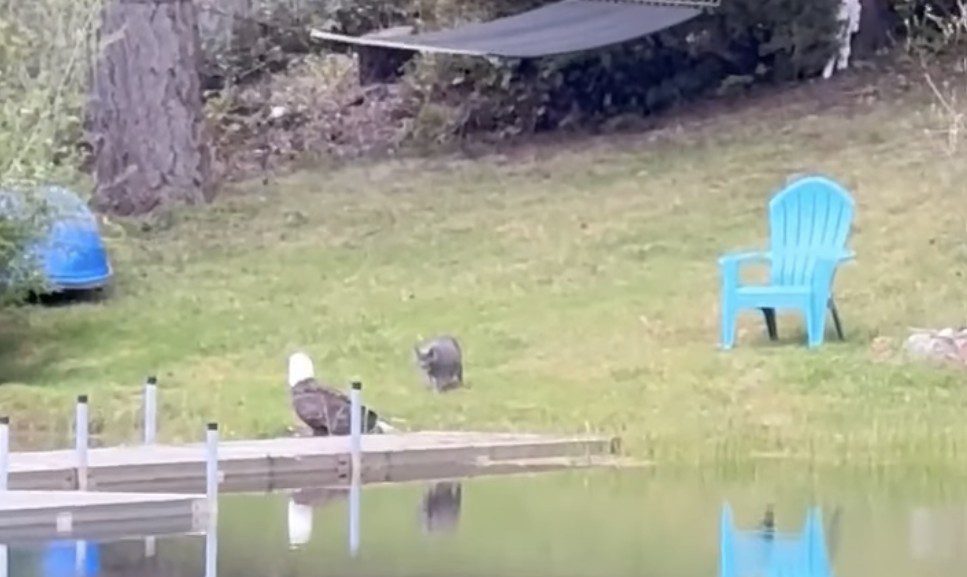 House Cat Goes After Bald Eagle On Seattle-Area Dock… Immediately Regrets It