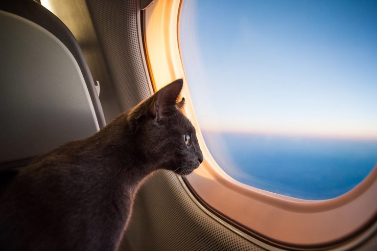 Cat plane