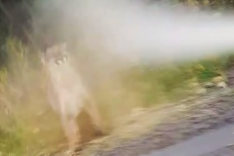 Cougar bear spray