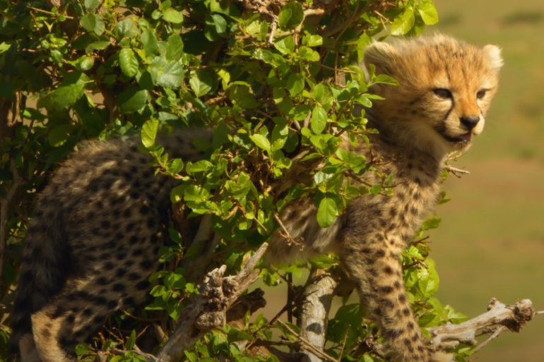 A cheetah standing in a tree
