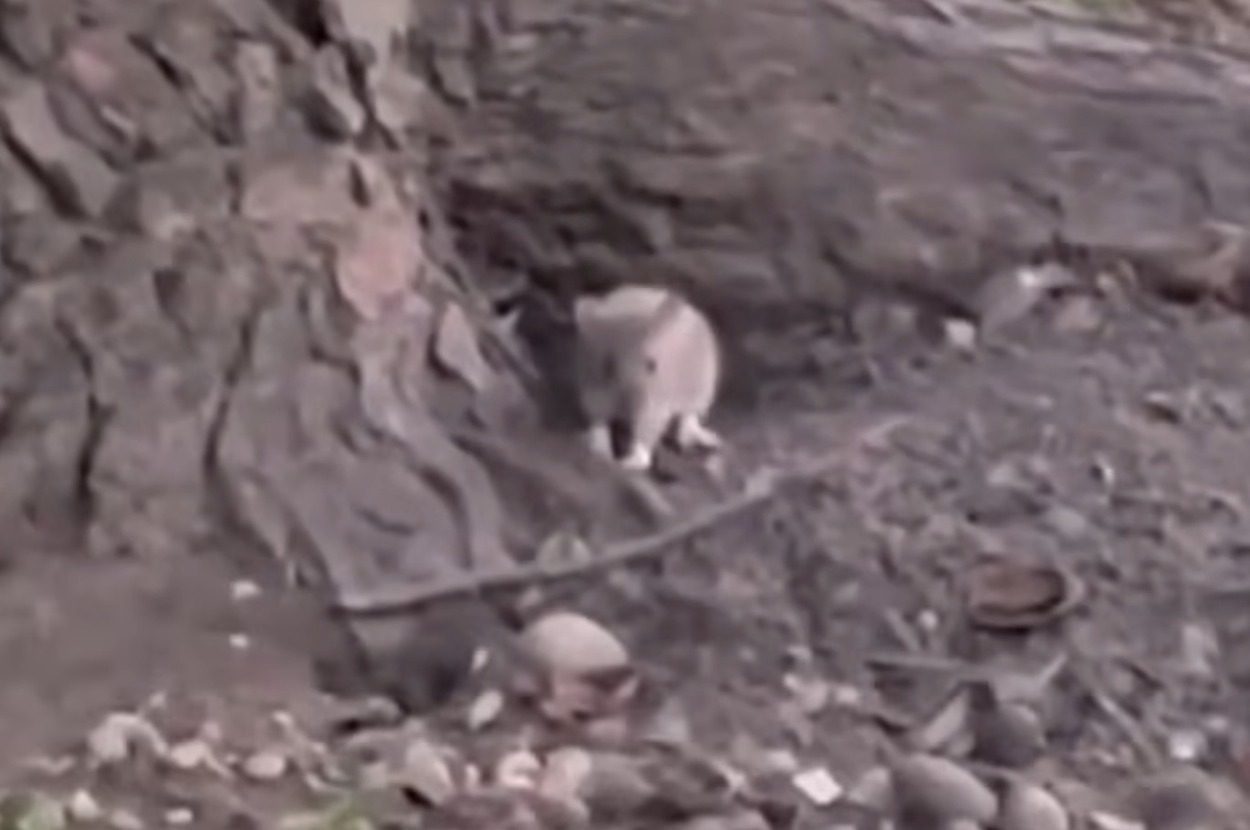 A Billionaire In Chicago Won’t Stop Paying People To Feed Expensive Nuts To Rats & Nobody Knows Why