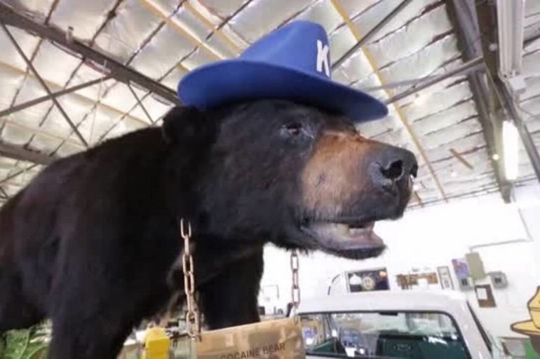 A black bear wearing a blue hat