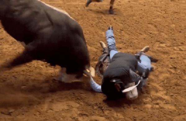 A bull falling off a bull