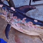 Swordfish