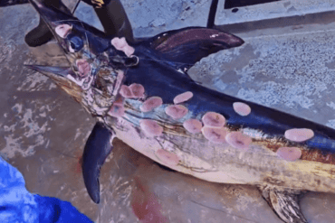 Swordfish