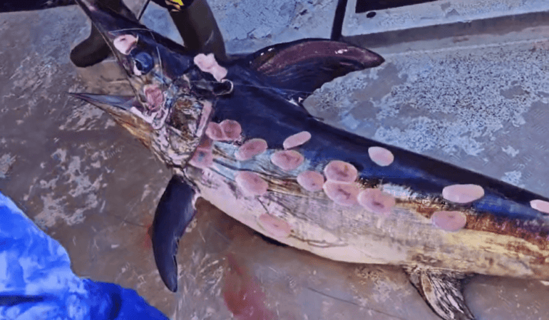 Swordfish