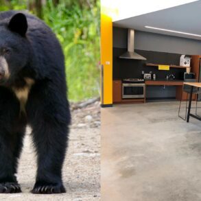 Black bear Cornell