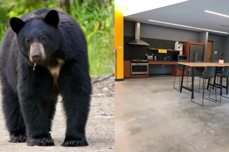 Black bear Cornell