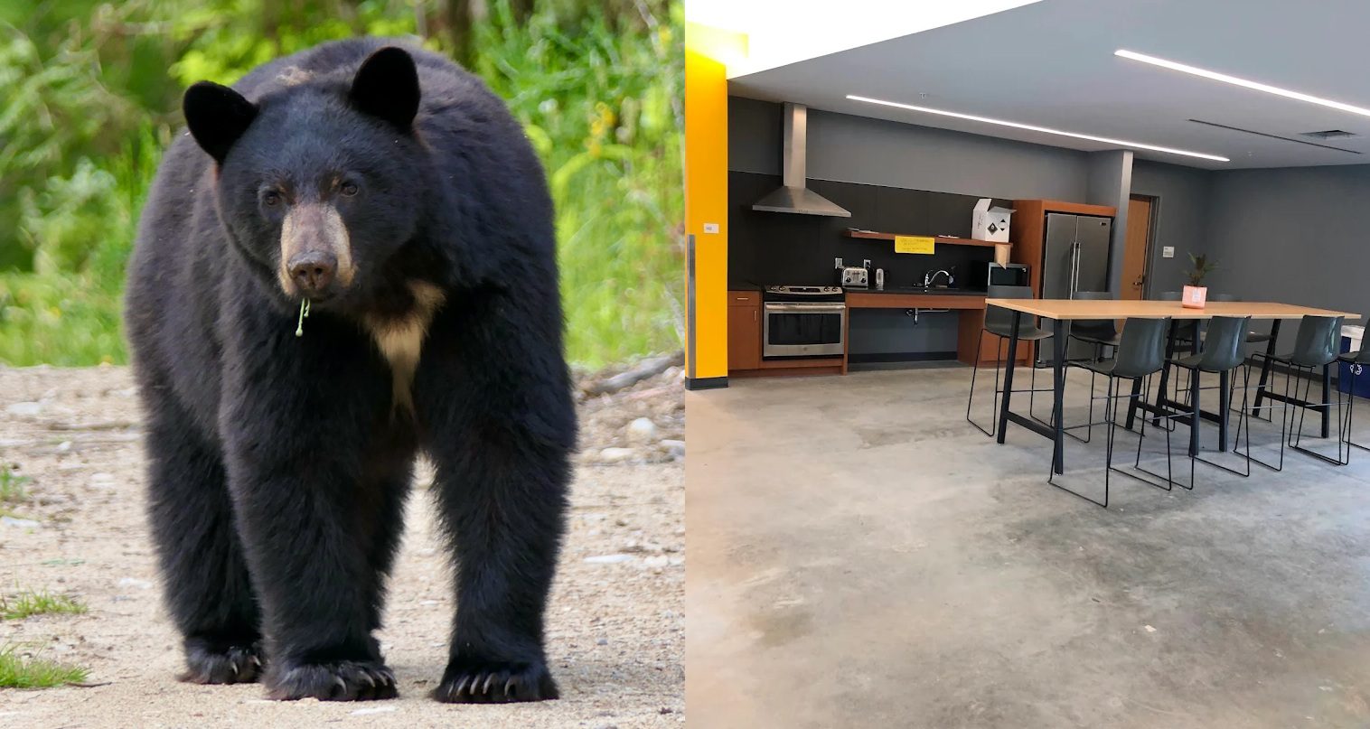 Cornell University Officially Bans Processing Wild Game In Dorms After Students Brought A Black Bear To Communal Kitchen Last Year
