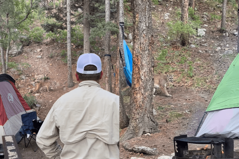 Mountain Lion
