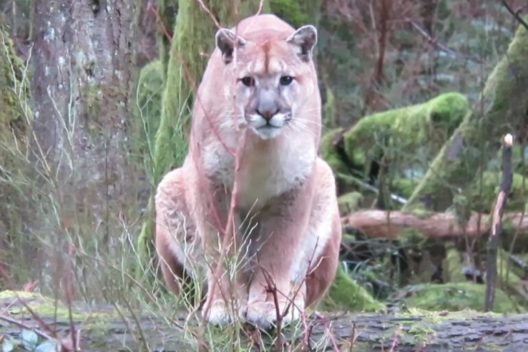 Cougar in Canada