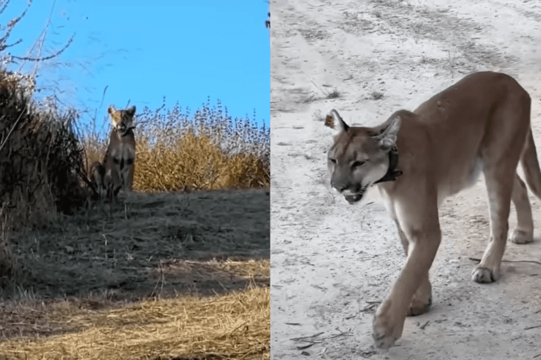 Cougar