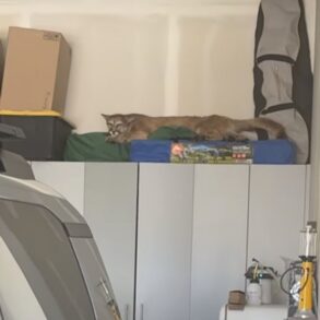 Cougar in garage