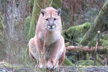 Cougar Campbell River
