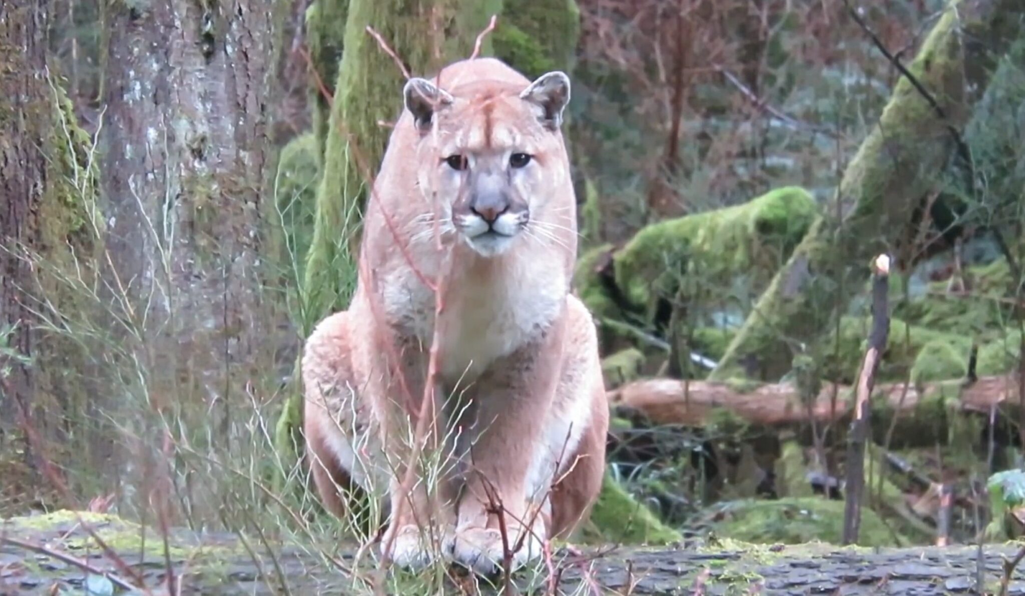 Mountain Lion Stares A Hole Through Unarmed Shed Hunter In Heart-Pounding Video