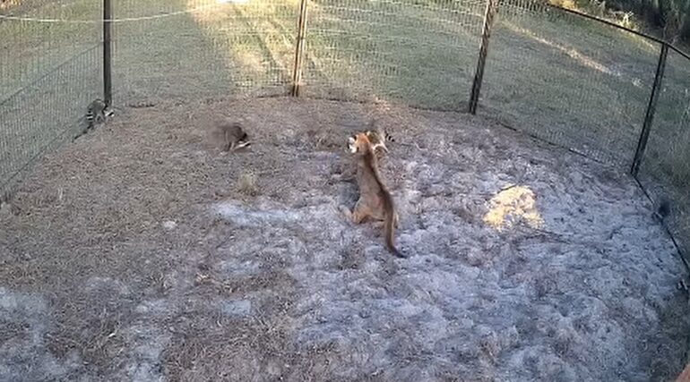 Mountain Lion