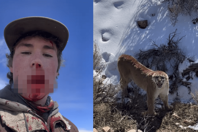 Cougar swipe
