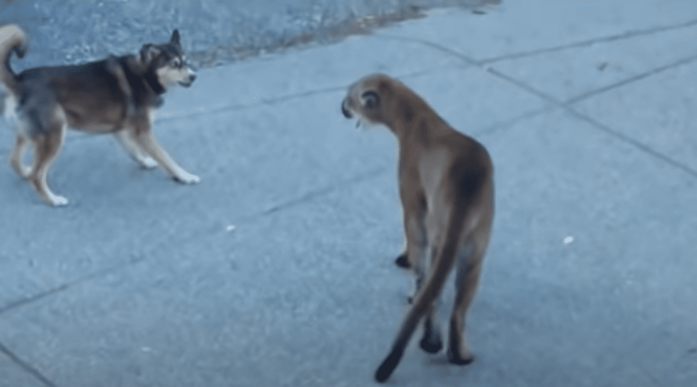 Two Dogs Team Up To Confront A Sizable Cougar In Suburban Driveway ...
