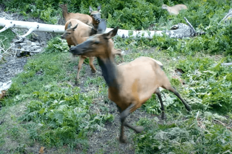 Cougar sends elk running
