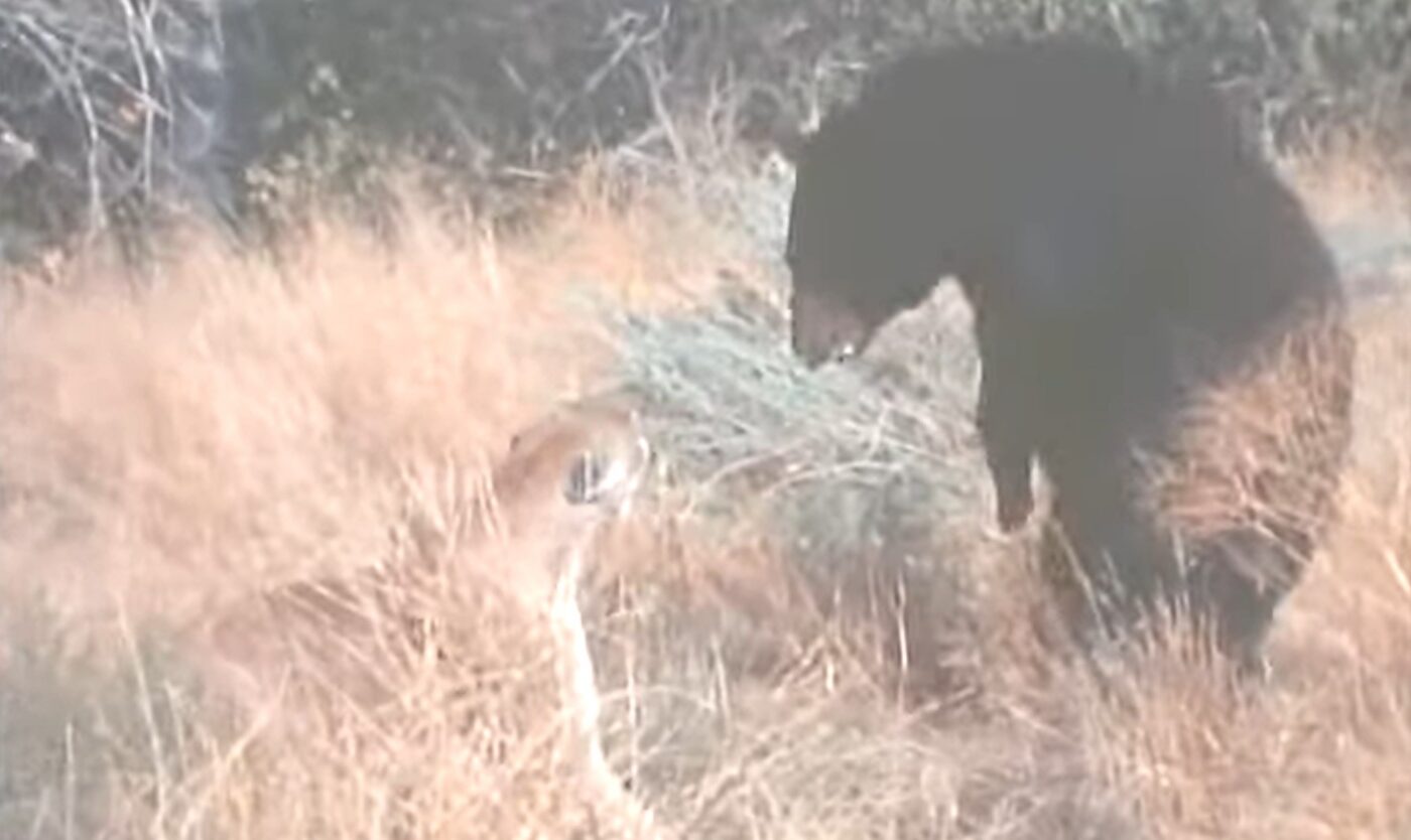 Watch A Mountain Lion Pick A Fight With The Wrong Black Bear In Vintage Wildlife Video