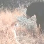 Big bear vs mountain lion